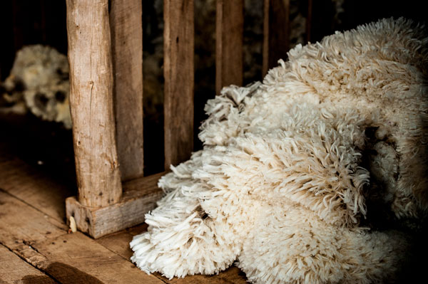 Fleece on the floor of a wool shed